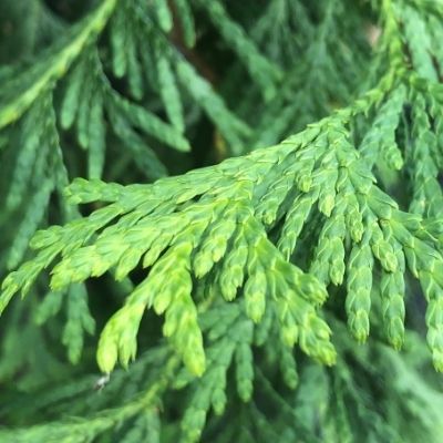 Arborvitae small square plant profile