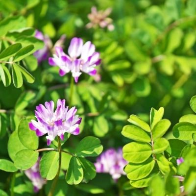 astragalus small square plant profile