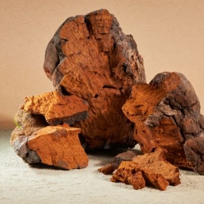 chaga small square plant profile
