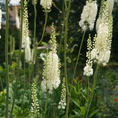 Cimicifuga racemosa small square plant profile