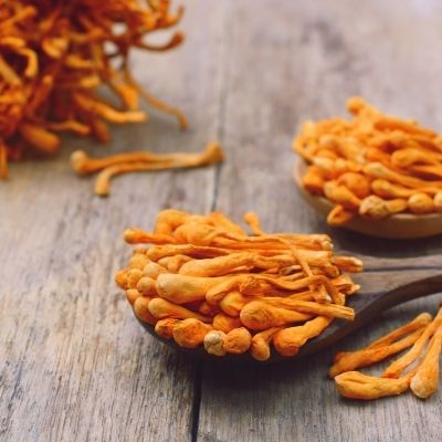 Cordyceps small square plant profile