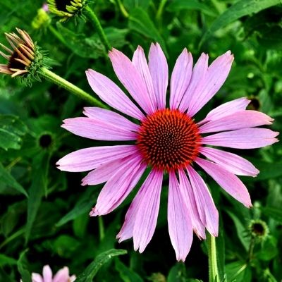echinacea small square plant profile