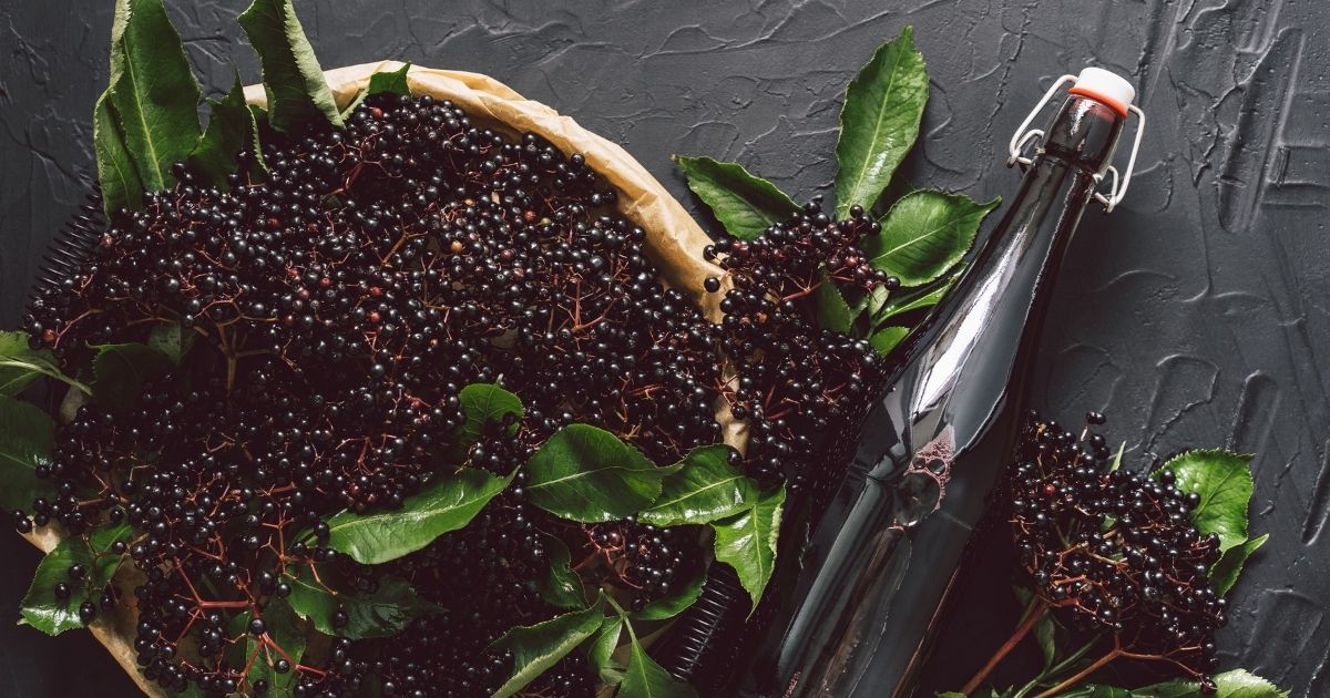 elderberry medicine elderberries