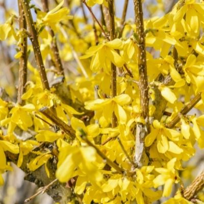 forsythia small square plant profile