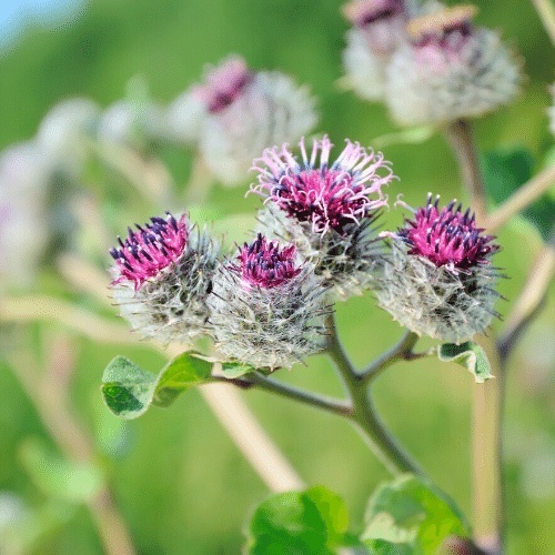 Guest Teachers Burdock
