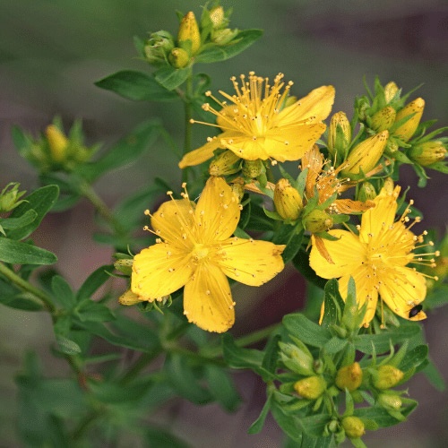 Lesson 1 St Johns Wort