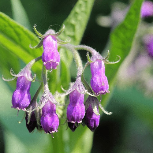 Lesson 3 Comfrey