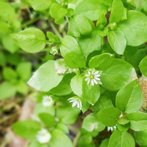Lesson 5 Chickweed