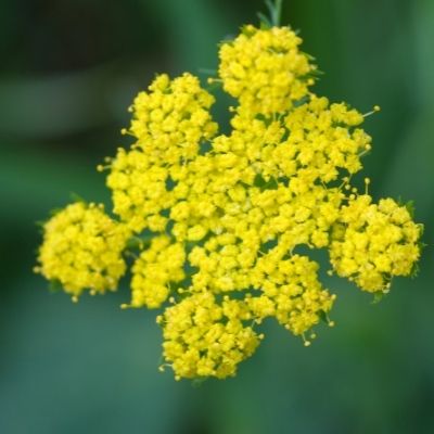lomatium small square plant profile