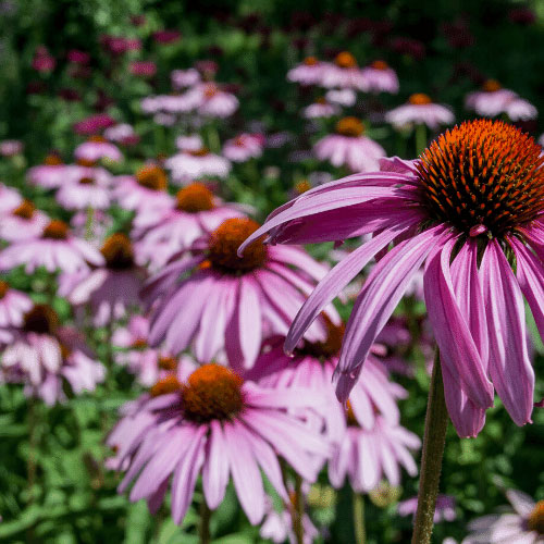 Materia Medica Echinacea