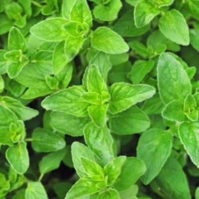 oregano small square plant profile