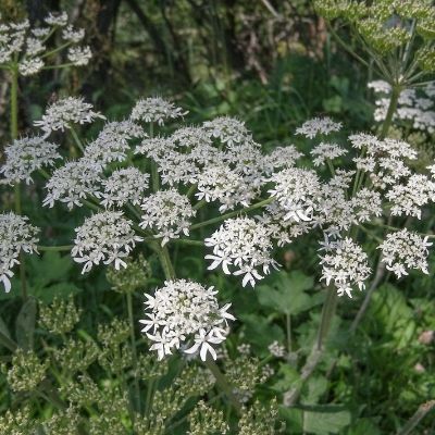 osha small square plant profile