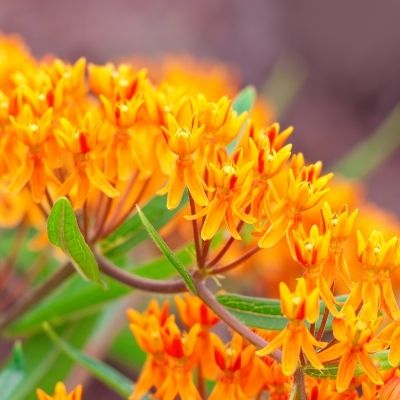 pleurisy root small square plant profile