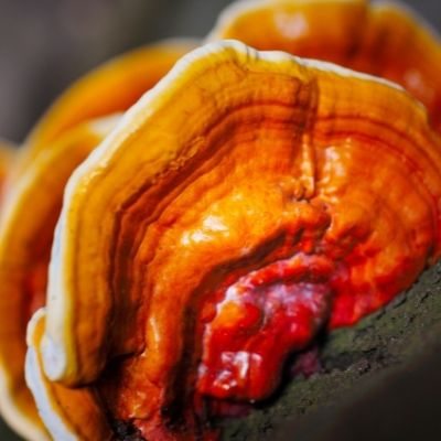 Reishi small square plant profile