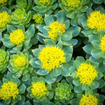 Rhodiola small square plant profile