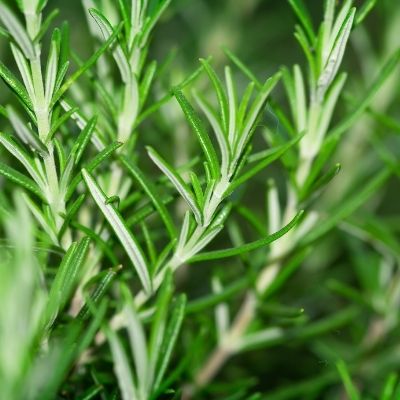 rosemary small square plant profile