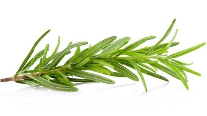 rosemary sprig