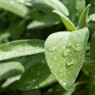sage small square plant profile