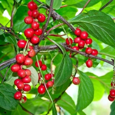 Schisandra small square plant profile