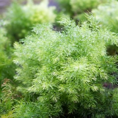 Shatavari small square plant profile