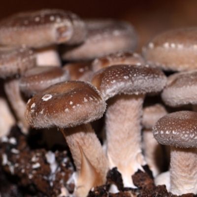 Shiitake small square plant profile