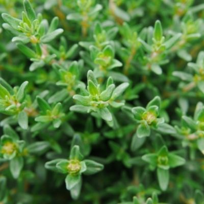 thyme small square plant profile