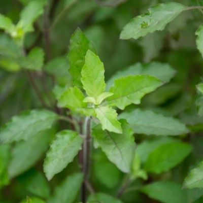 tulsi small square plant profile