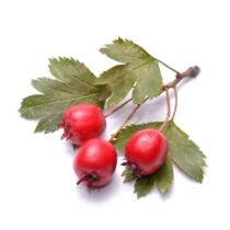 hawthorn berries recipe