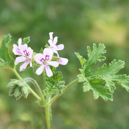 scented geranium 450x450 1