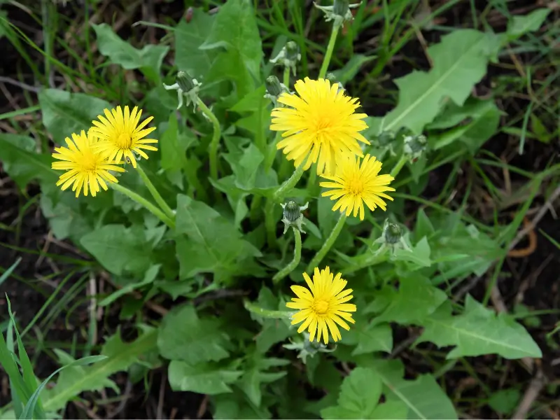 Dandelion