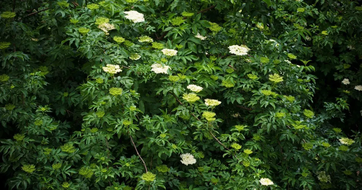 Elderberry (Sambucus nigra) in flower