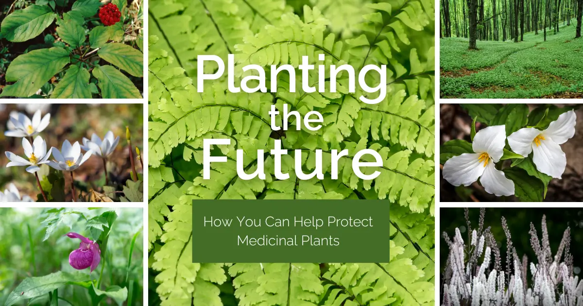 Planting the Future - How You Can Help Protect Medicinal Plants