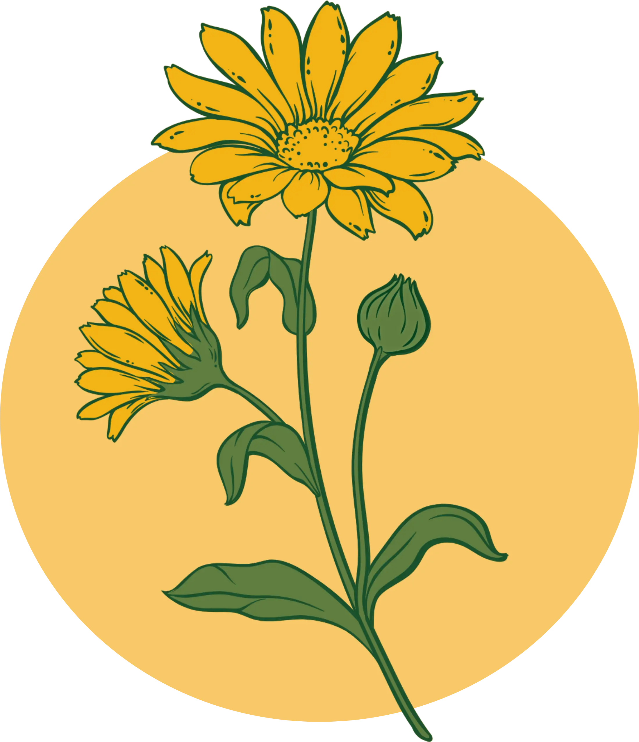 Plants for the People logomark full sun