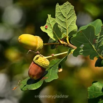 Oak and Acorn