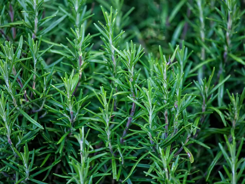 Rosemary (Rosmarinus officinalis)